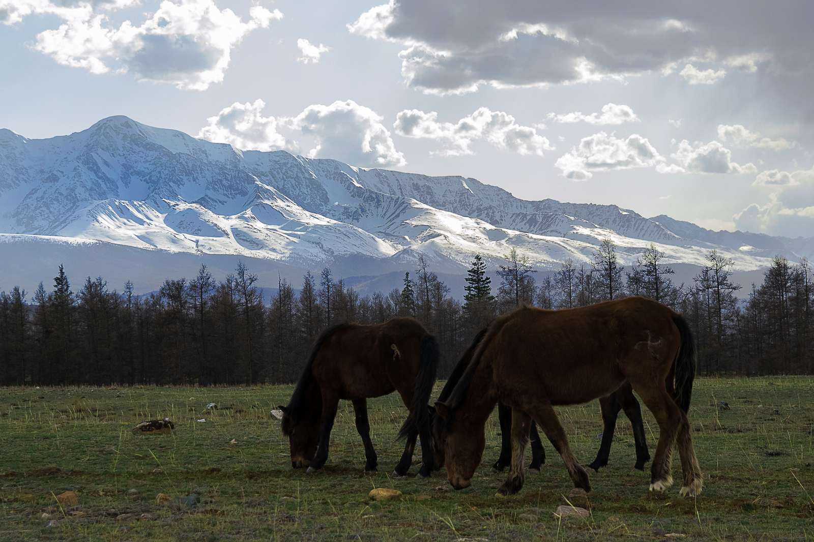 A little bit of Altai - My, Altai, Aktash, Katu-Yaryk, Kurai Ridge, Vacation, Kurai steppe, The photo, Longpost, Altai Republic