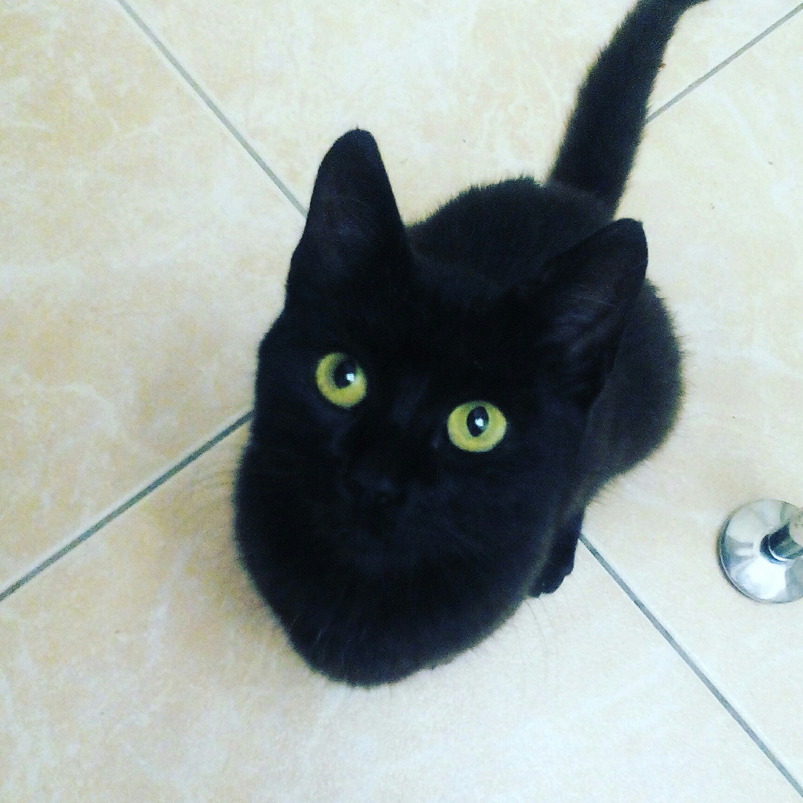 Coal) - My, Catomafia, cat, Animals, Black, Toothless