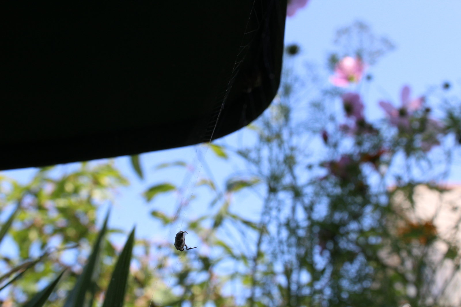 Hung on a spider party - My, Canon 1200d, Canon, Macro, Wasp, Insects, Sheksna, Longpost, Macro photography