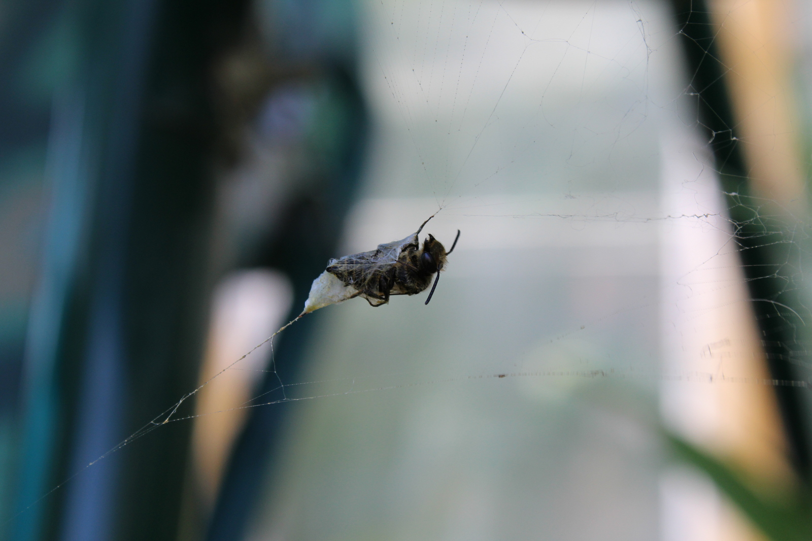 Hung on a spider party - My, Canon 1200d, Canon, Macro, Wasp, Insects, Sheksna, Longpost, Macro photography