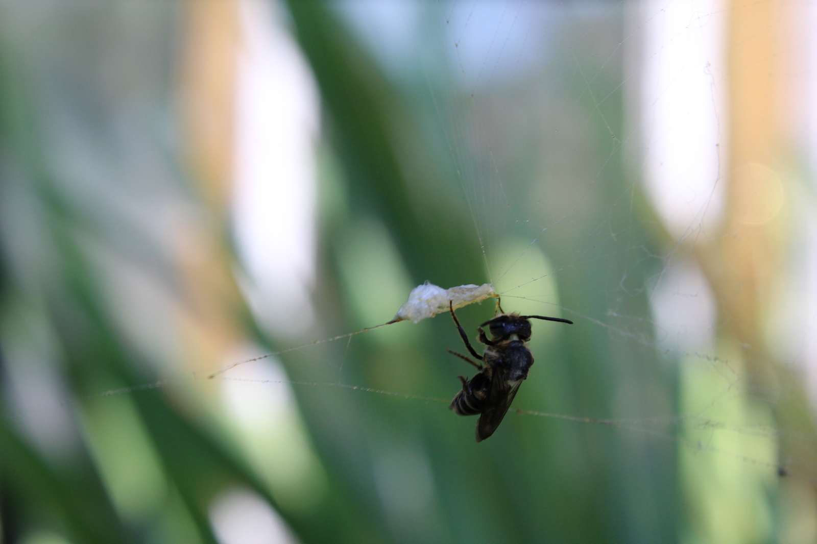 Hung on a spider party - My, Canon 1200d, Canon, Macro, Wasp, Insects, Sheksna, Longpost, Macro photography