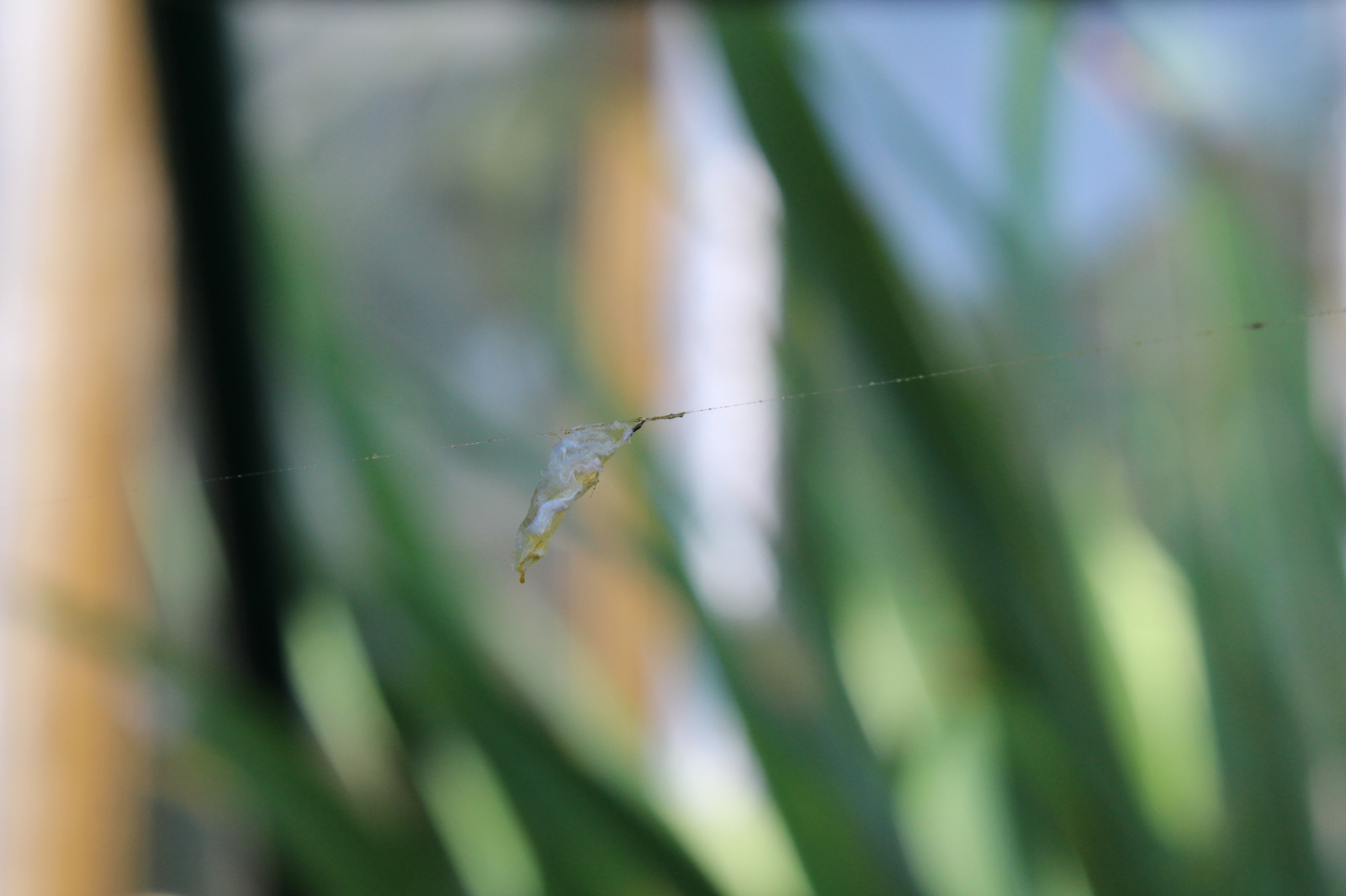 Hung on a spider party - My, Canon 1200d, Canon, Macro, Wasp, Insects, Sheksna, Longpost, Macro photography