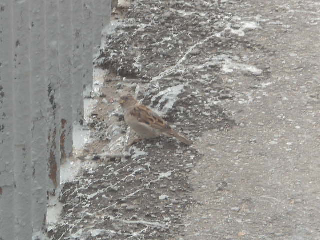 Vologda - My, Vologda, Photographer, Sparrow, Longpost