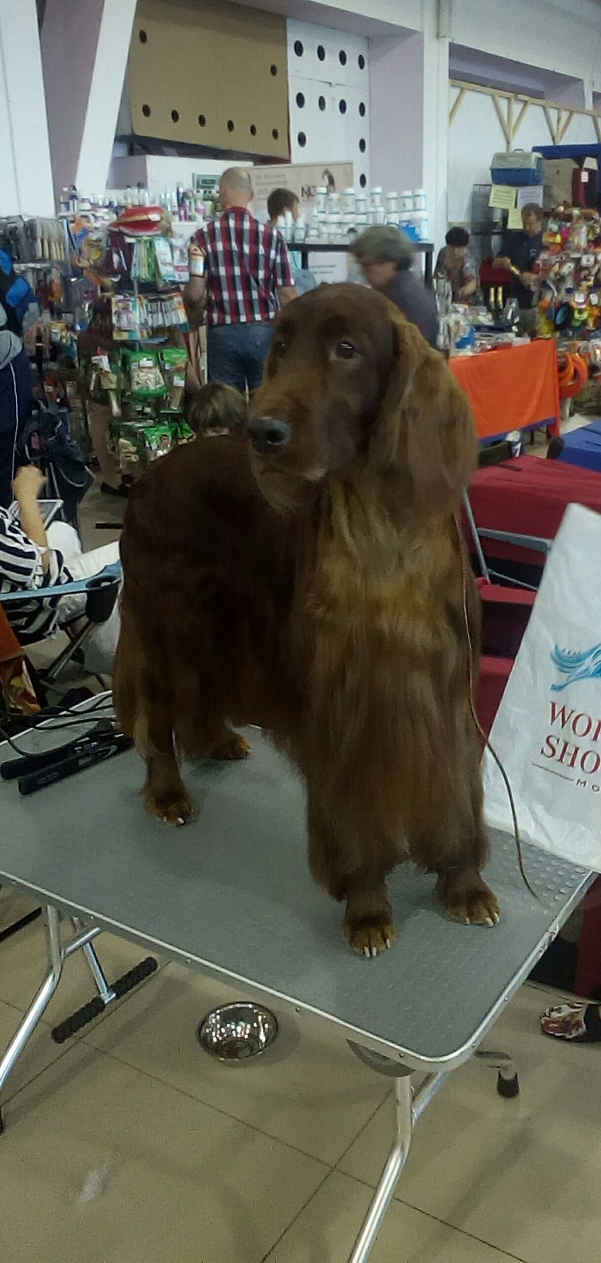 Exhibition of dogs of all breeds - My, Dogs and people, Dog breeds, Exhibition, Longpost