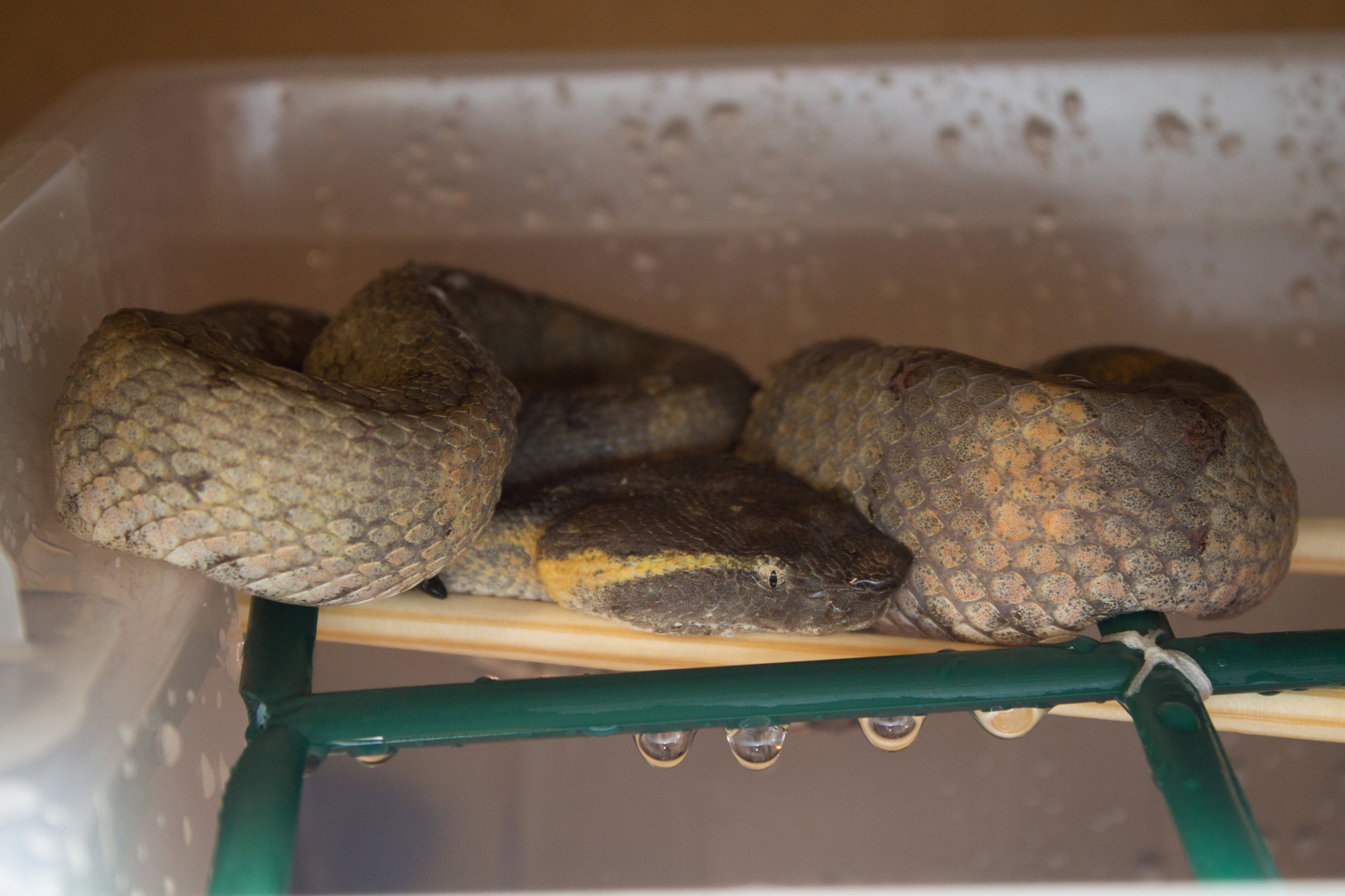 Flat-nosed keffiyeh (trimeresurus puniceus) - My, Keffiyeh, Poisonous snake, Snake, 18+, Feeding the Snake, Blood, Terrariumistics, Longpost, Poisonous animals