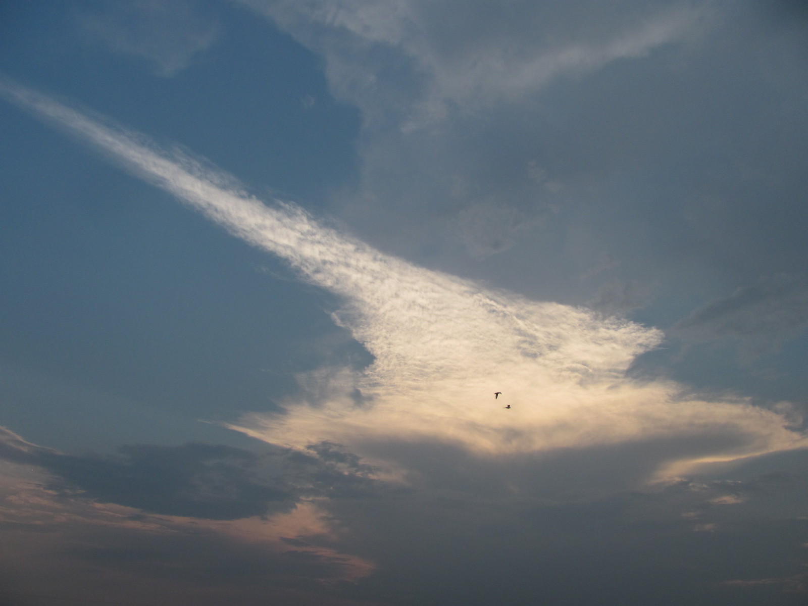 cloud crab - Birds, Crab, Fly