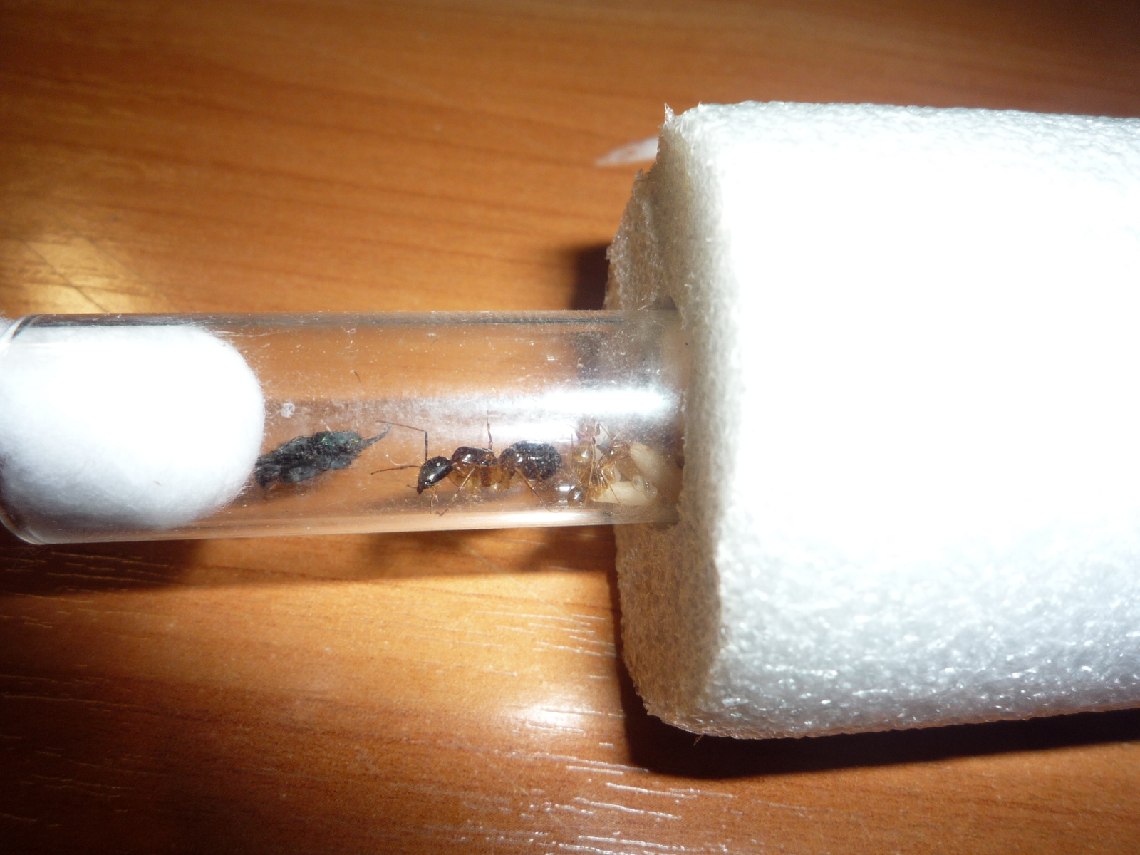 The first workers of camponotus pseudoirritans. - My, Ant farm, Ants