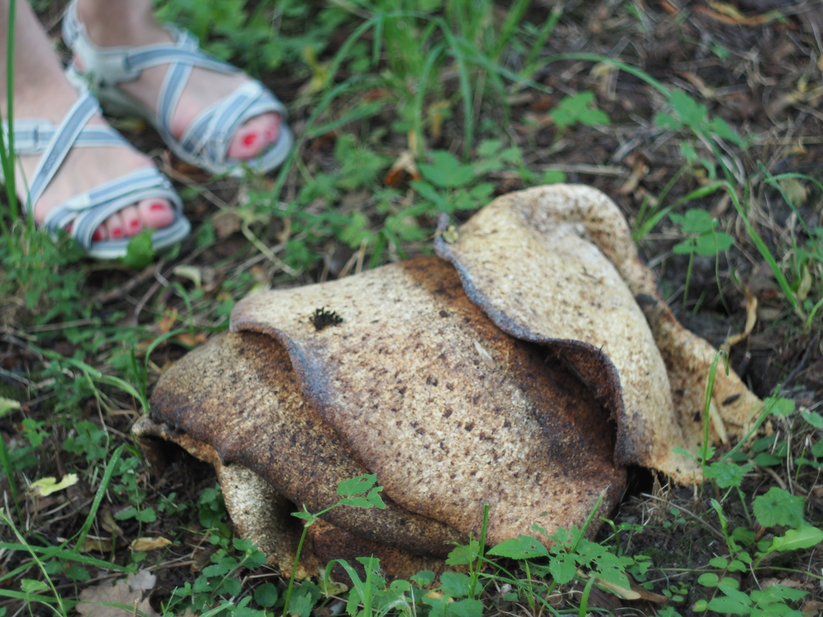 What kind of mushroom? - My, Mushrooms, Unclear, Longpost