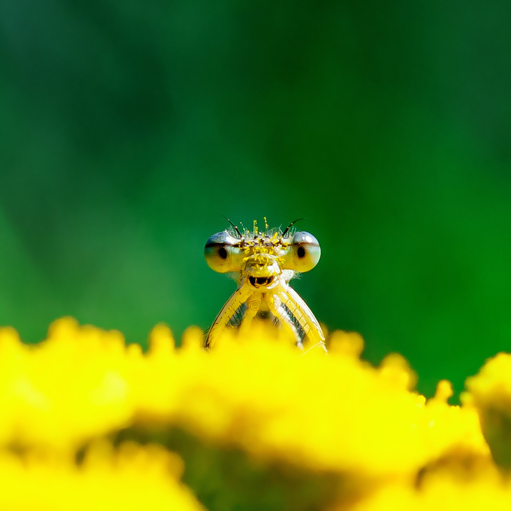 Picky pollen, however! - My, Macro, Macro photography, Dragonfly, Insects