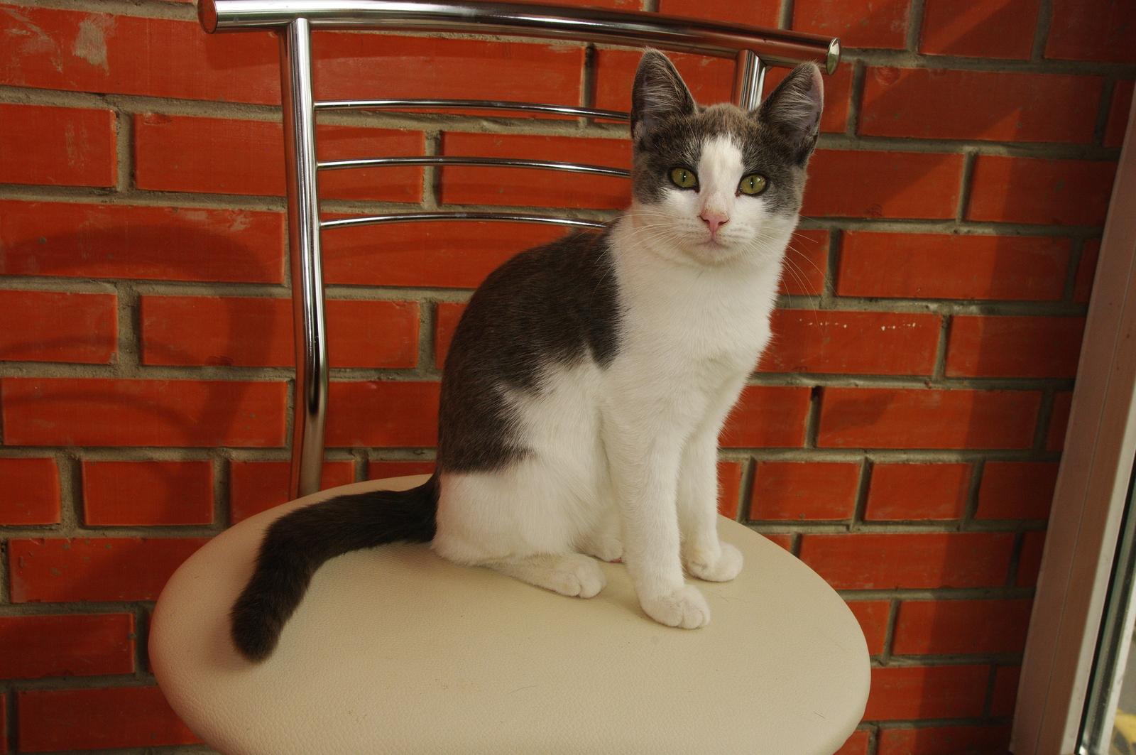 Kittens are looking for a home, the city of Omsk - My, cat, Omsk, , In good hands