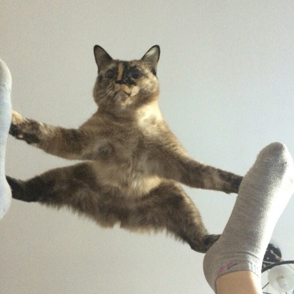 Flight is normal - cat, , Flight