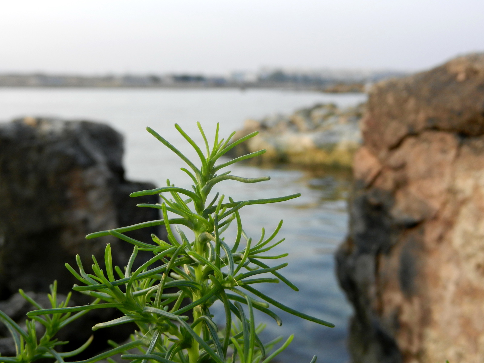 The world of the wild beach is under our feet - My, Beach, Wild beach, Attentiveness, Nature, wildlife, Shore, Sea, Longpost