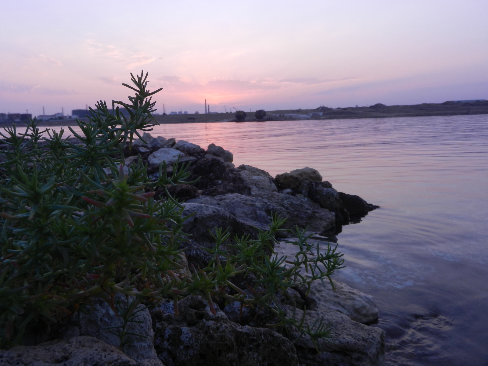 The world of the wild beach is under our feet - My, Beach, Wild beach, Attentiveness, Nature, wildlife, Shore, Sea, Longpost