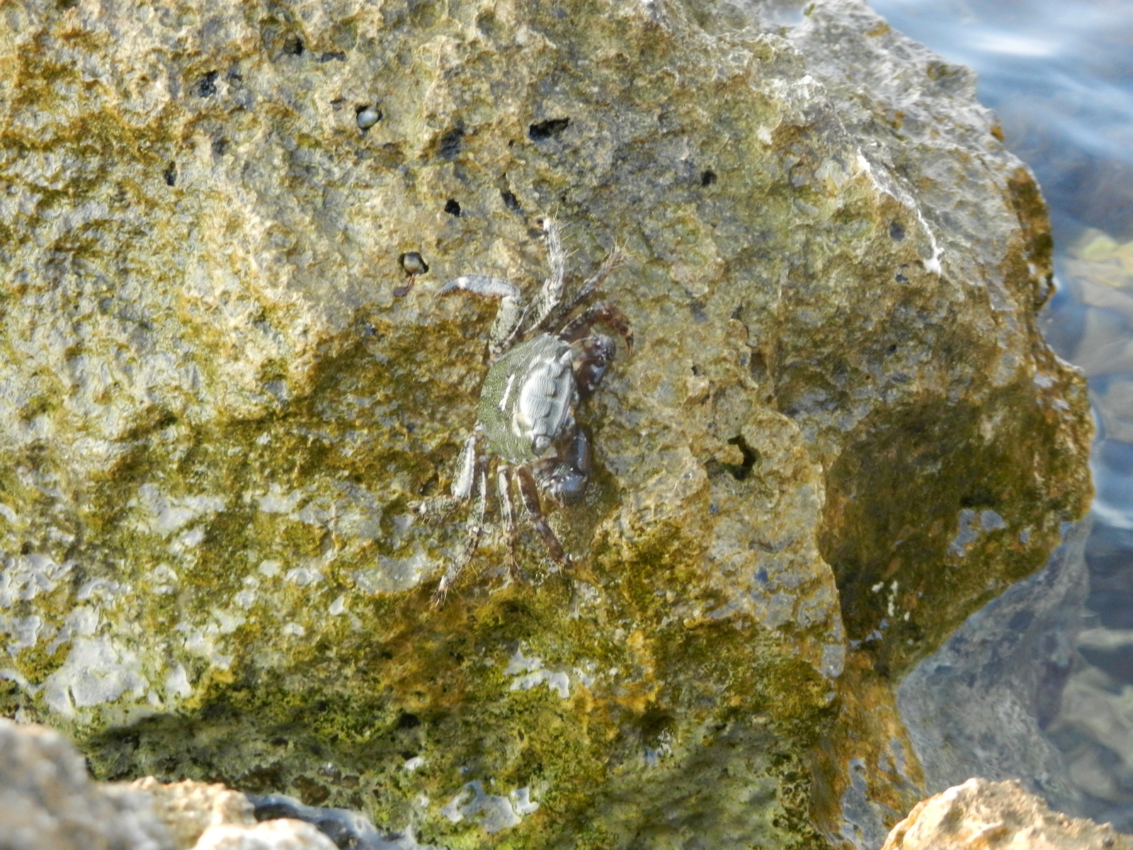 The world of the wild beach is under our feet - My, Beach, Wild beach, Attentiveness, Nature, wildlife, Shore, Sea, Longpost