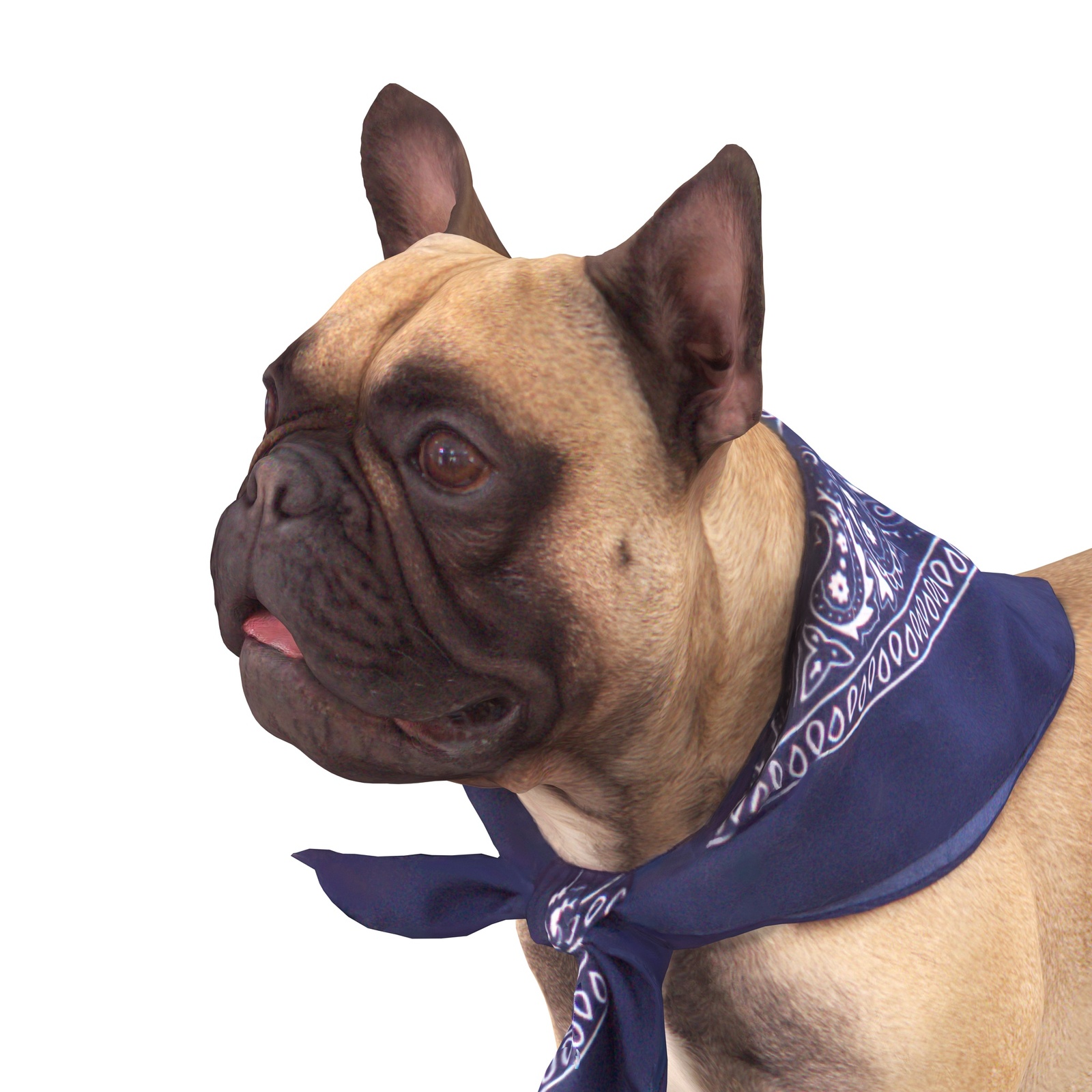 Scanned french bulldog - My, Scanning, 3D Scanner, Dog, Work, Render, 3DS max, Vray, Longpost