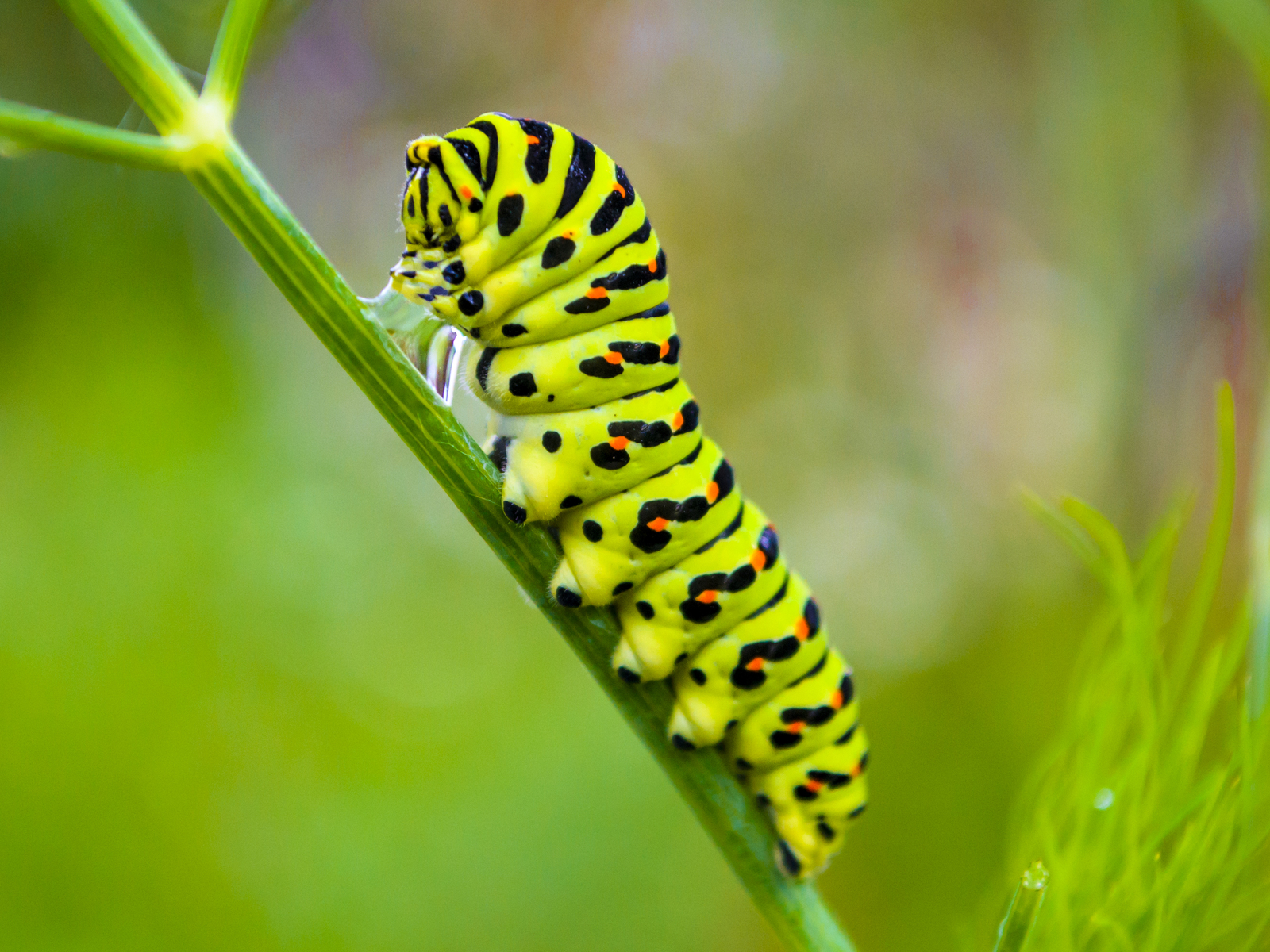 Drinking caterpillar - grief in the family. - Nature, Caterpillar, Macro, Macro photography