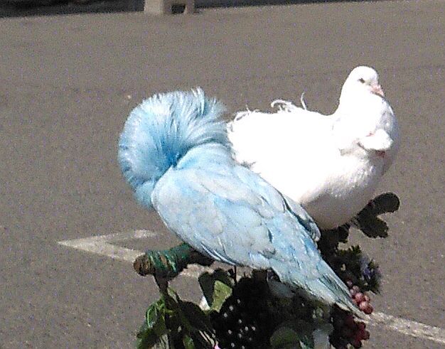 Photographed with painted pigeons at VDNKh - My, Birds, VDNKh, Paints, I, Mockery, Flailing, Longpost