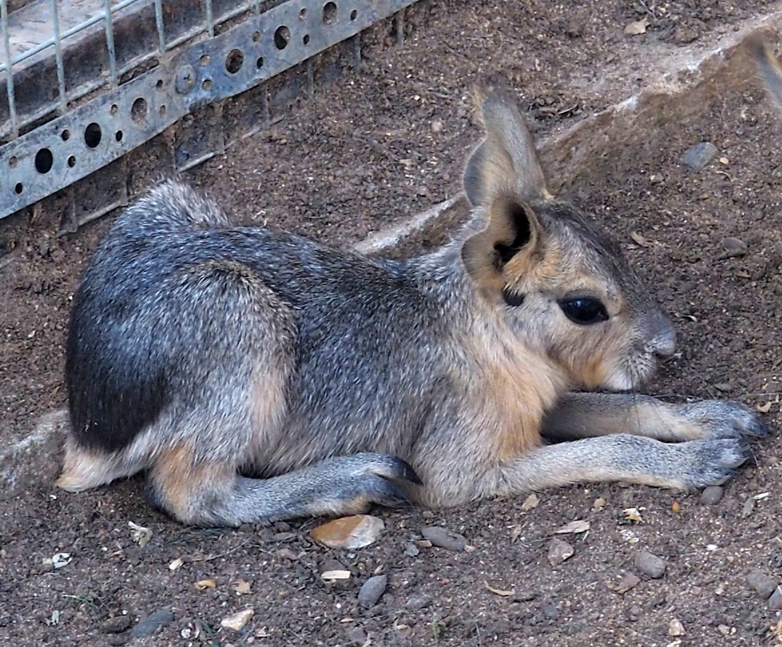 A real mara (not Baghdasaryan!) - My, Animals, Rodents, Milota, Patagonian Mara, Longpost