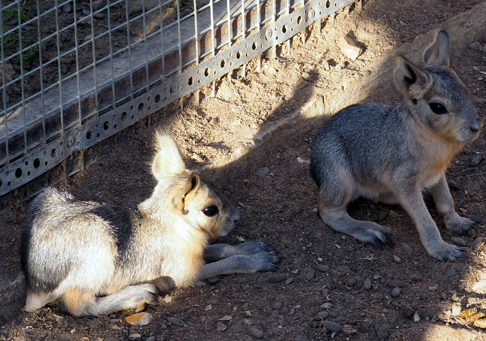 A real mara (not Baghdasaryan!) - My, Animals, Rodents, Milota, Patagonian Mara, Longpost