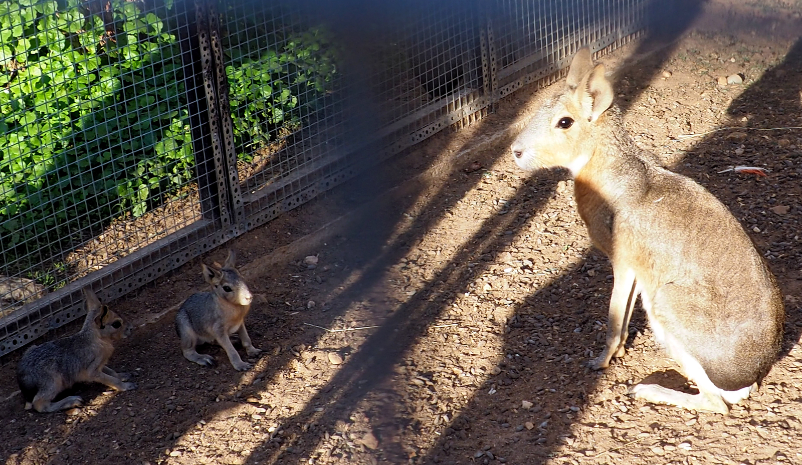 A real mara (not Baghdasaryan!) - My, Animals, Rodents, Milota, Patagonian Mara, Longpost