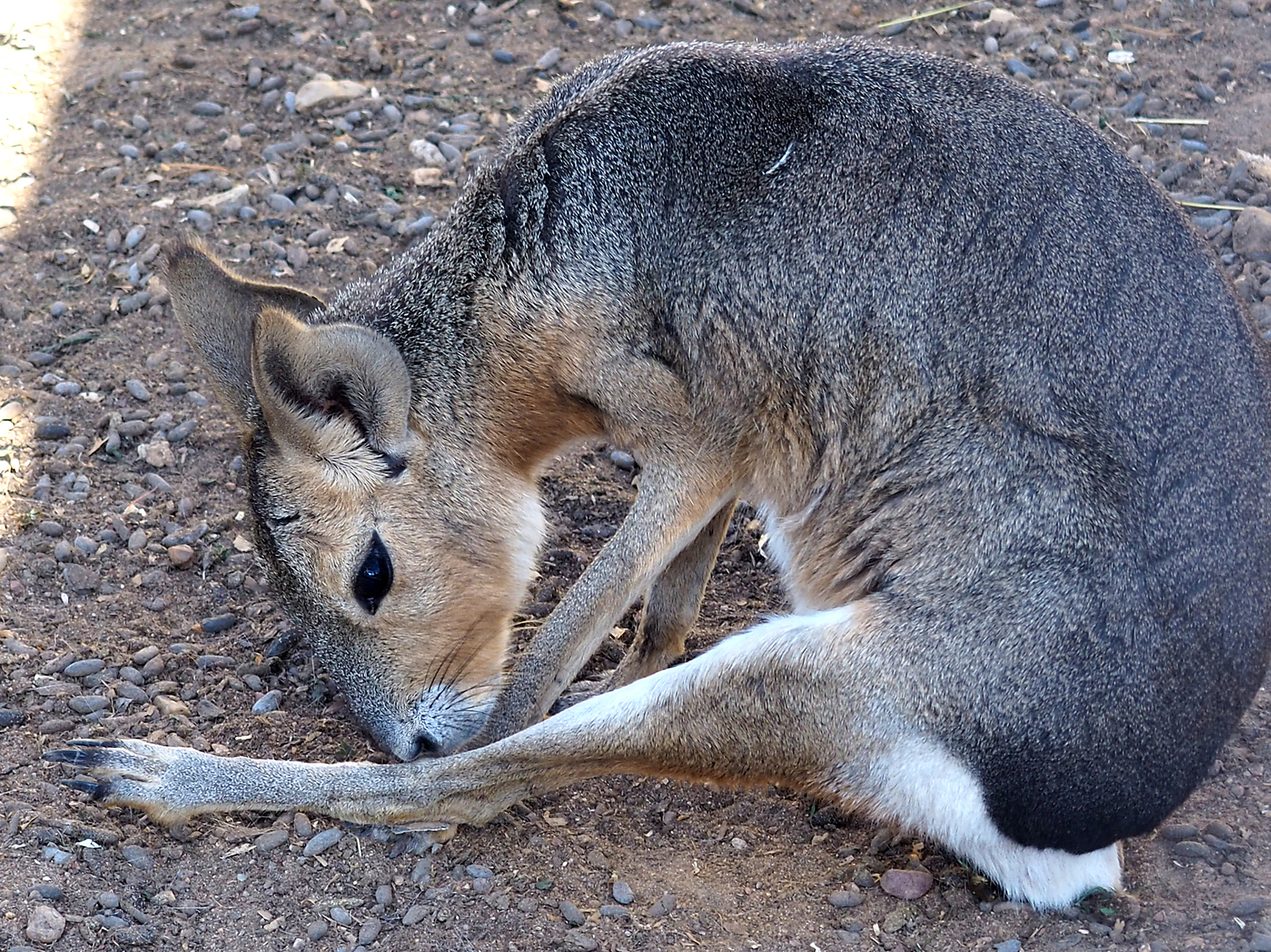 A real mara (not Baghdasaryan!) - My, Animals, Rodents, Milota, Patagonian Mara, Longpost