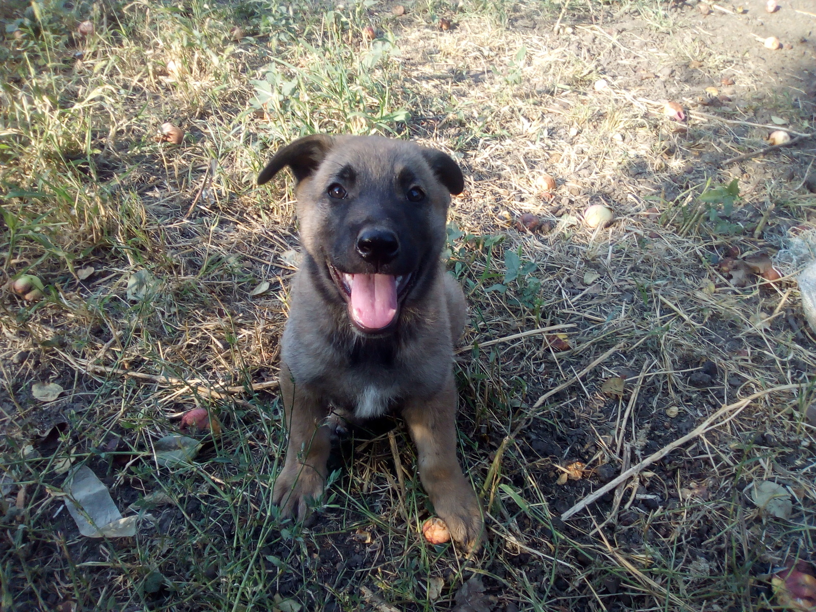 I'll give you puppies! Rostov-on-Don - Rostov-on-Don, Dog, In good hands