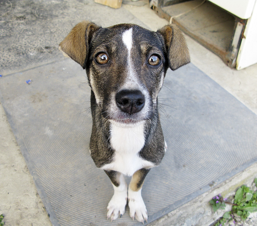 came by herself - My, It Was-It Was, Dogs and people, Foundling, Longpost, Dog