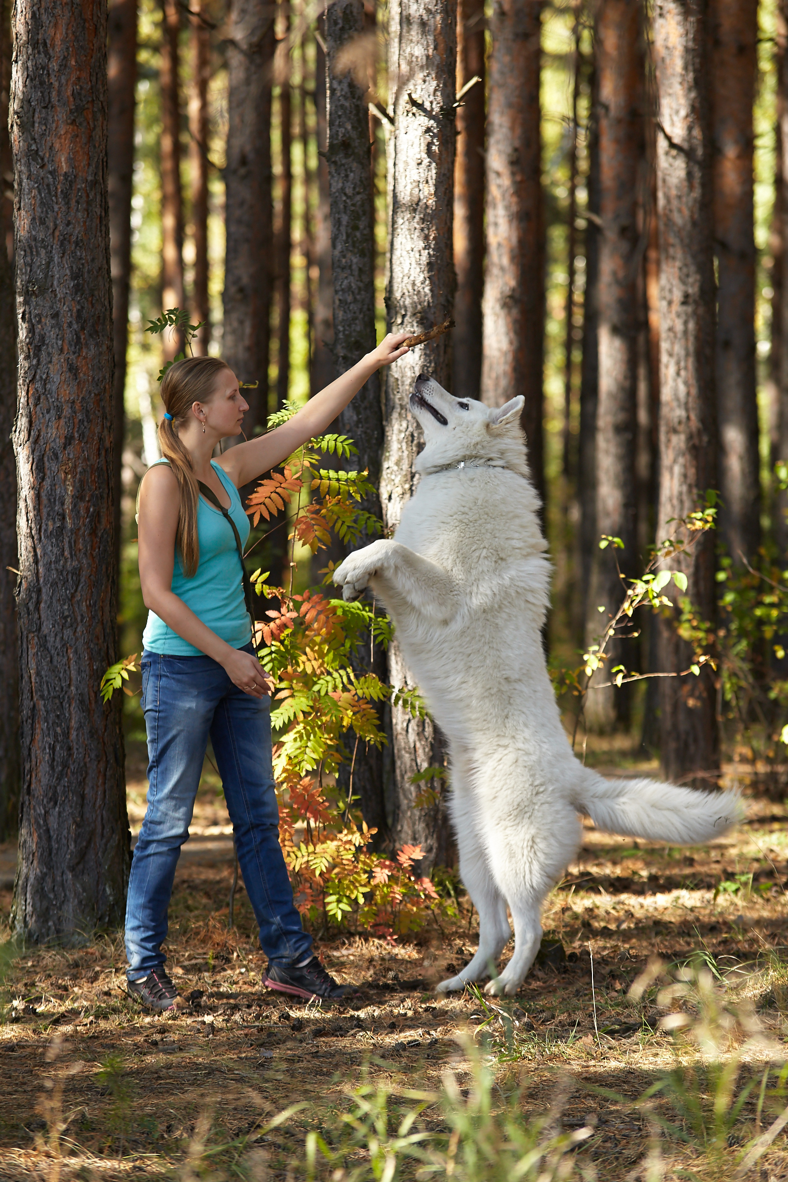 How fast they grow. - My, The photo, , Dog, White swiss shepherd, Caesar, Age, It Was-It Was, Longpost