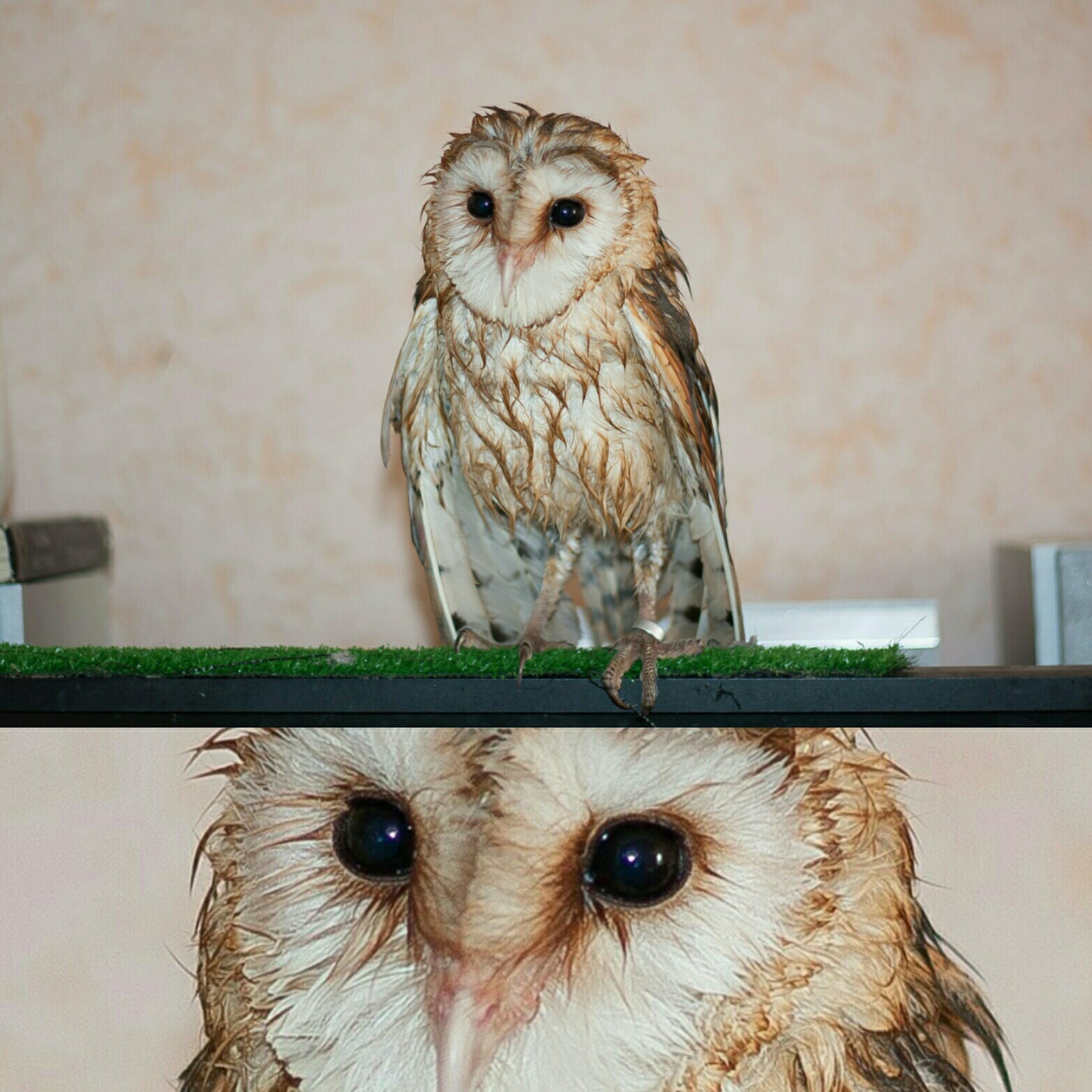 Too short story... - Owl, Birds, My, The photo, Pets, Heat, Summer