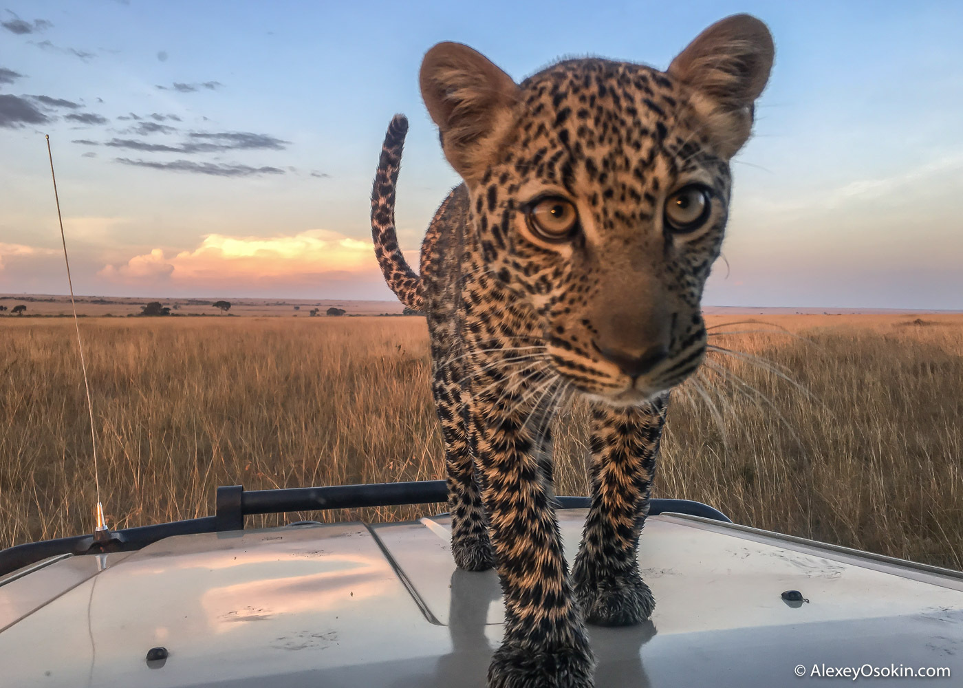 What to do? - Leopard, Masai Mara, Alexey Osokin, Not mine, Longpost