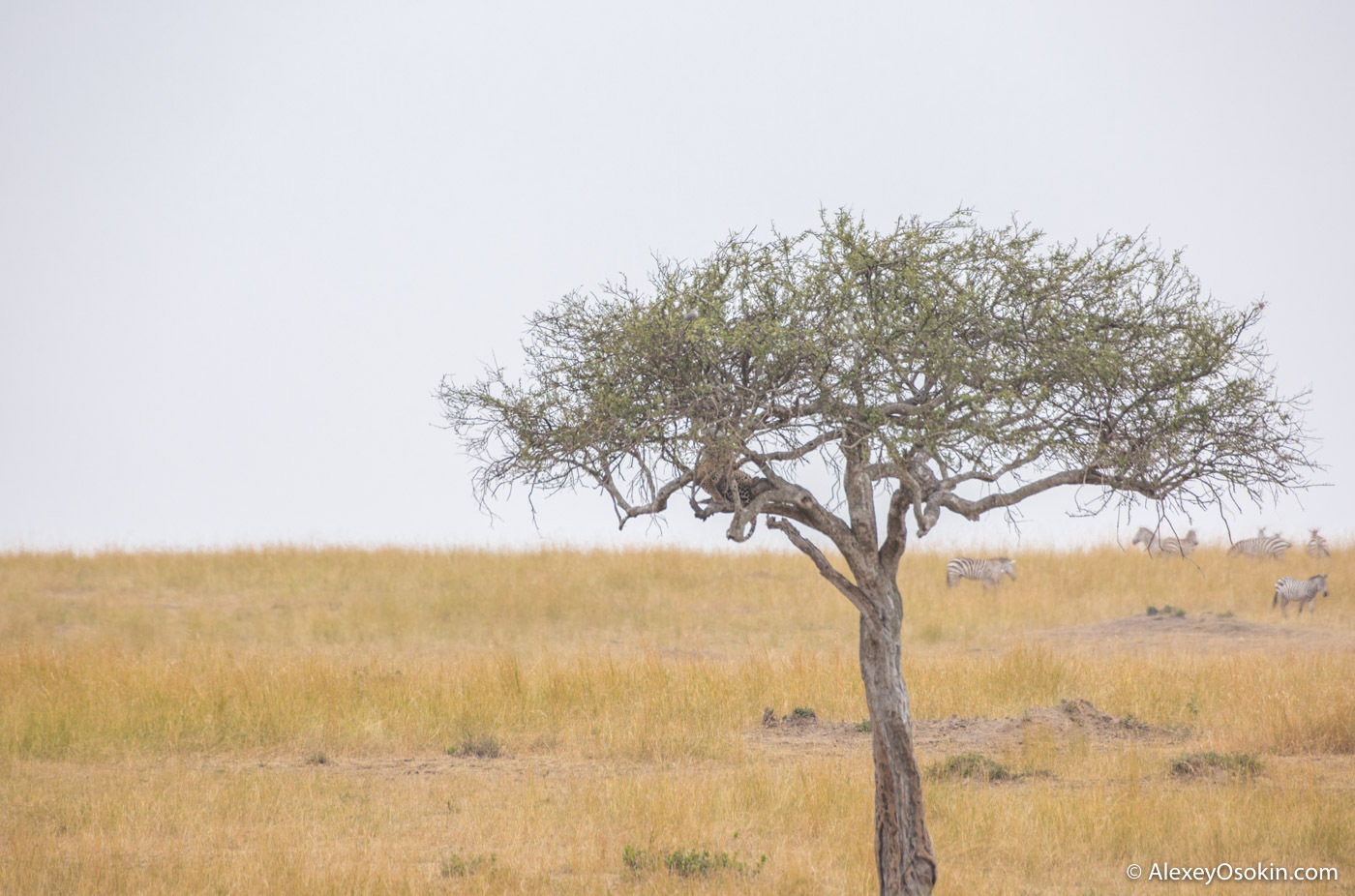 What to do? - Leopard, Masai Mara, Alexey Osokin, Not mine, Longpost