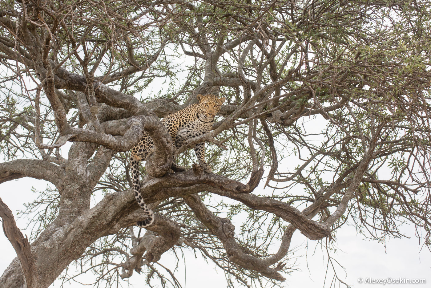 What to do? - Leopard, Masai Mara, Alexey Osokin, Not mine, Longpost