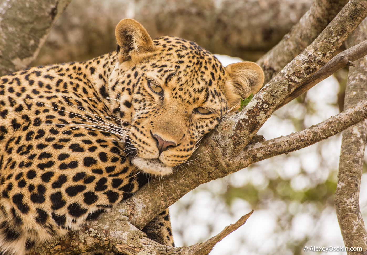 What to do? - Leopard, Masai Mara, Alexey Osokin, Not mine, Longpost