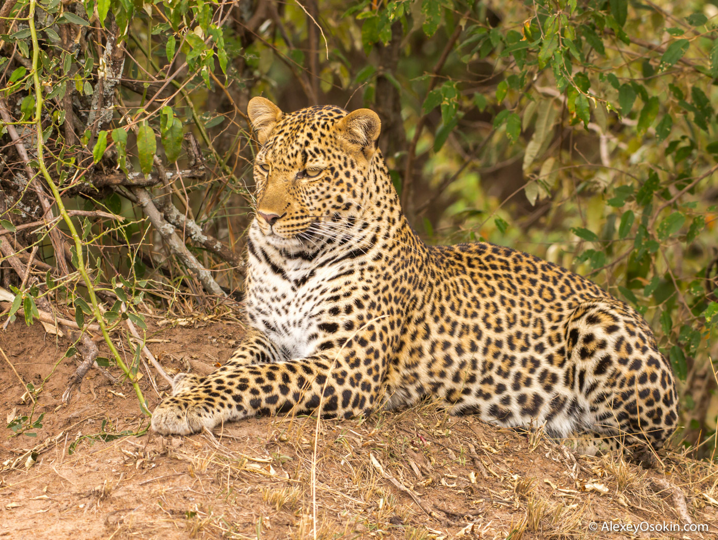 What to do? - Leopard, Masai Mara, Alexey Osokin, Not mine, Longpost