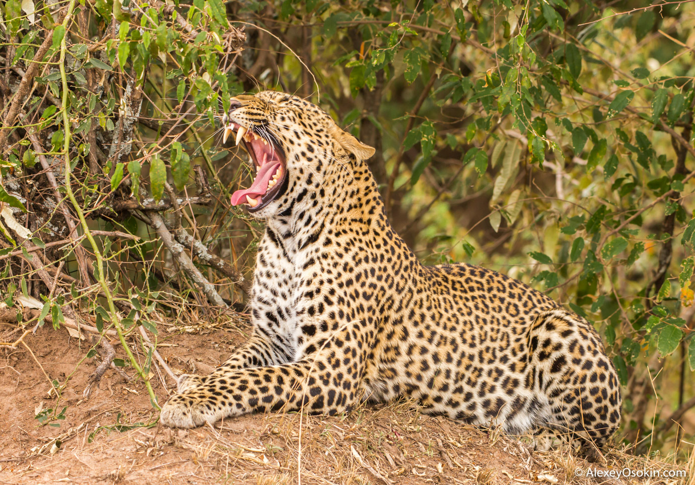 What to do? - Leopard, Masai Mara, Alexey Osokin, Not mine, Longpost