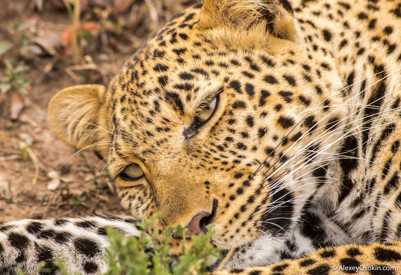 What to do? - Leopard, Masai Mara, Alexey Osokin, Not mine, Longpost