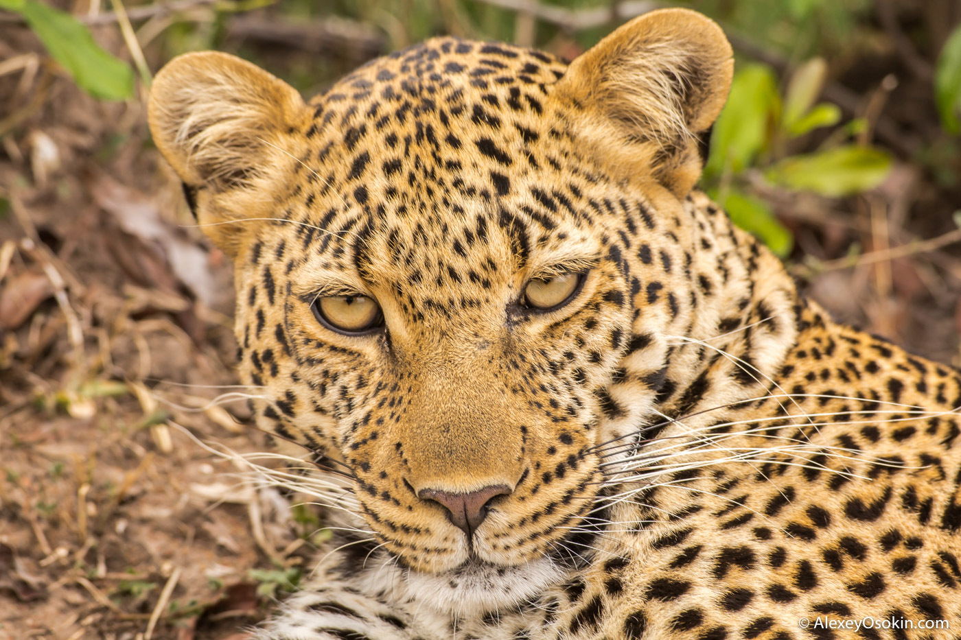 What to do? - Leopard, Masai Mara, Alexey Osokin, Not mine, Longpost