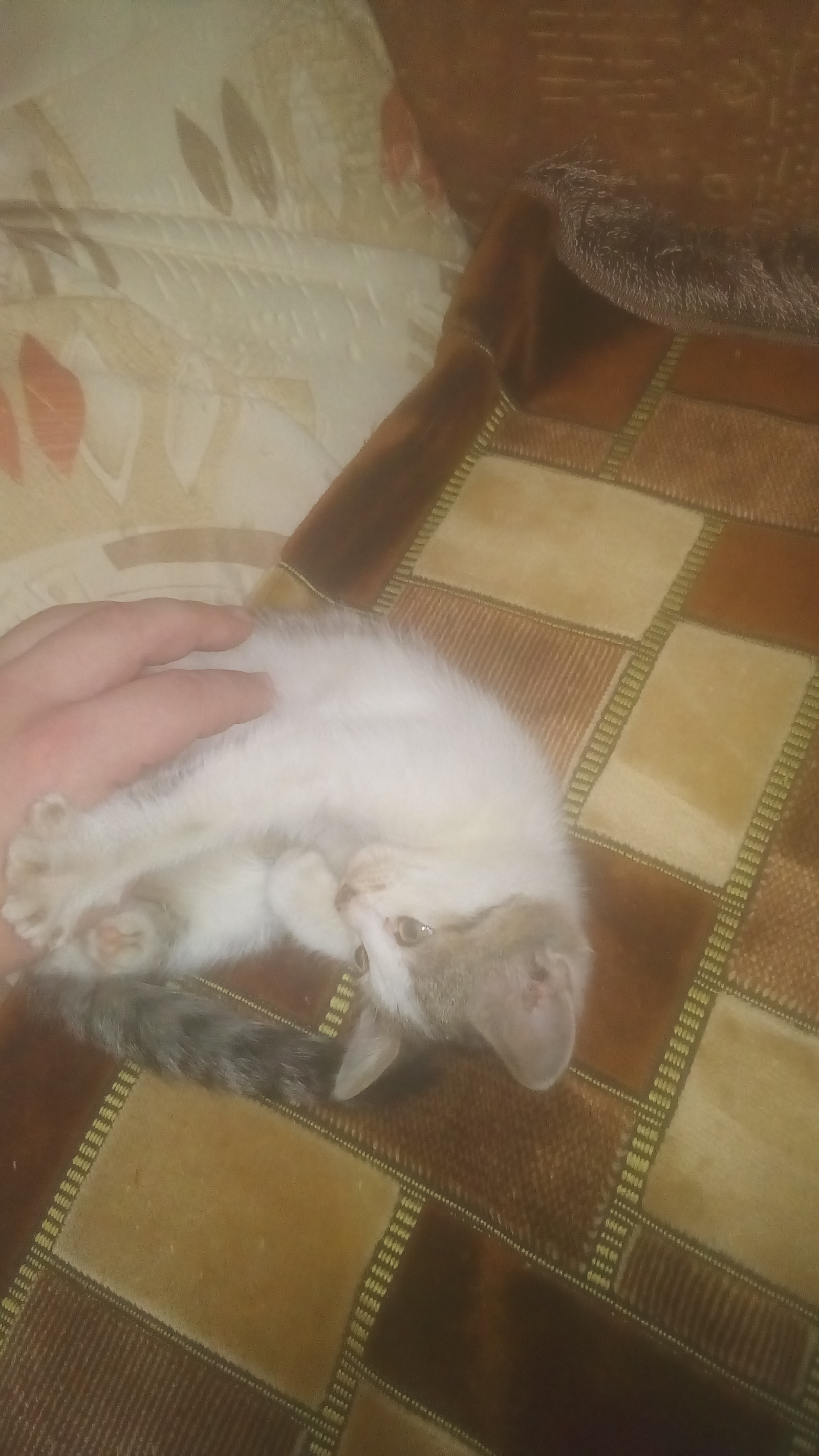 Found a kitten - My, In good hands, Foundling, Longpost, Milota, cat, Murom