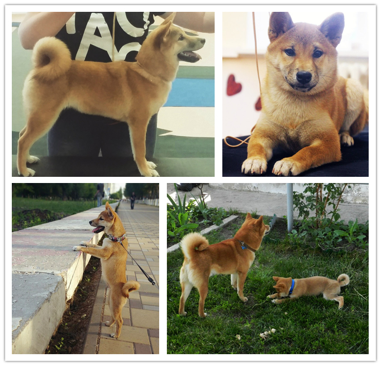 Sibe was-became. - My, Dog, It Was-It Was, Shiba Inu, , Doge, Animals, Longpost