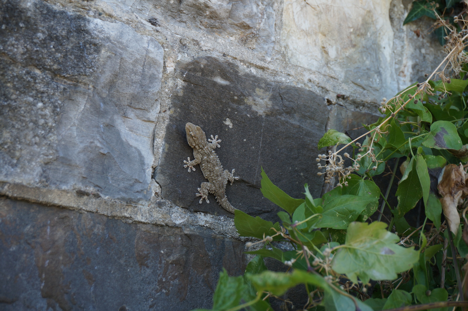 A bit of Italy. - My, Lizard, wildlife, Longpost