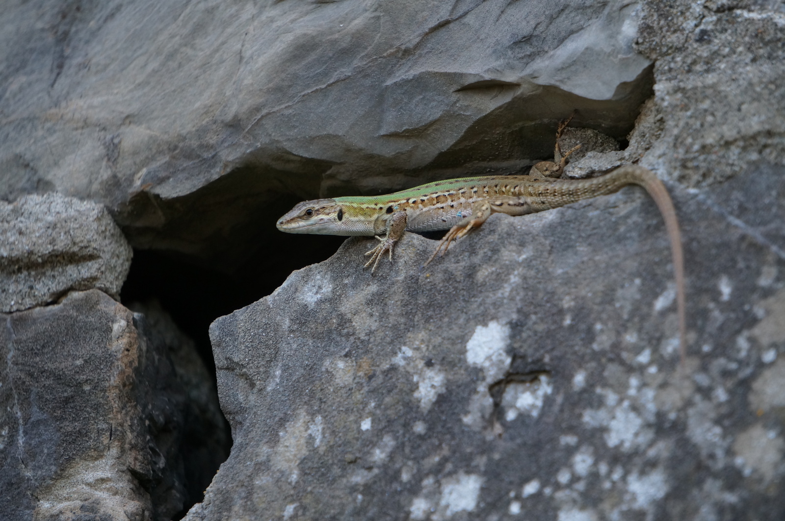 A bit of Italy. - My, Lizard, wildlife, Longpost