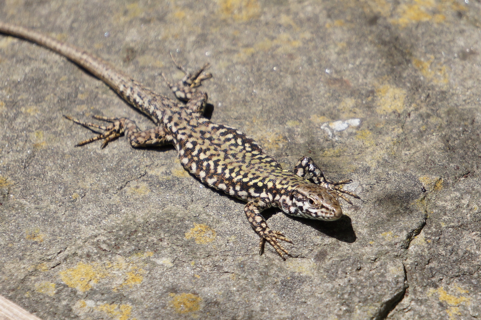 A bit of Italy. - My, Lizard, wildlife, Longpost