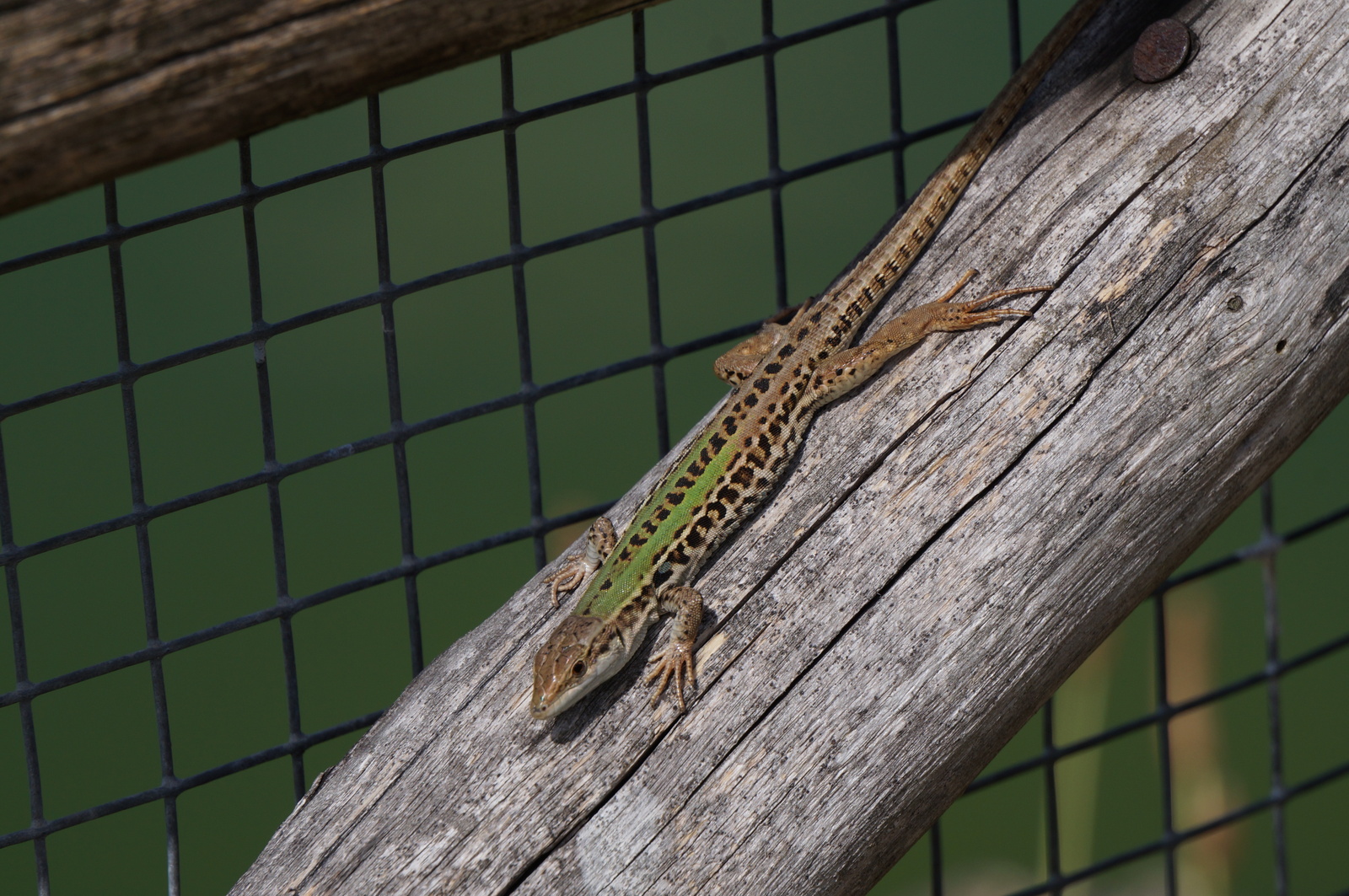 A bit of Italy. - My, Lizard, wildlife, Longpost