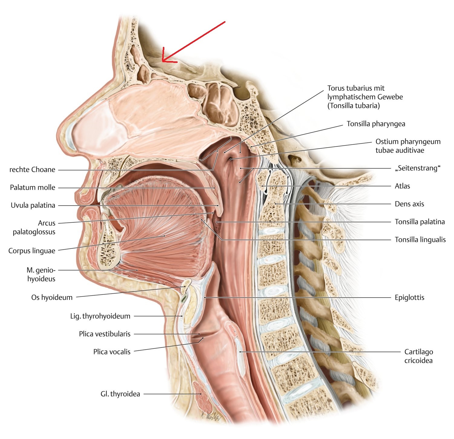 Нерв глотки. Глоточная миндалина анатомия. Язычная миндалина анатомия. Глотка анатомия миндалины.