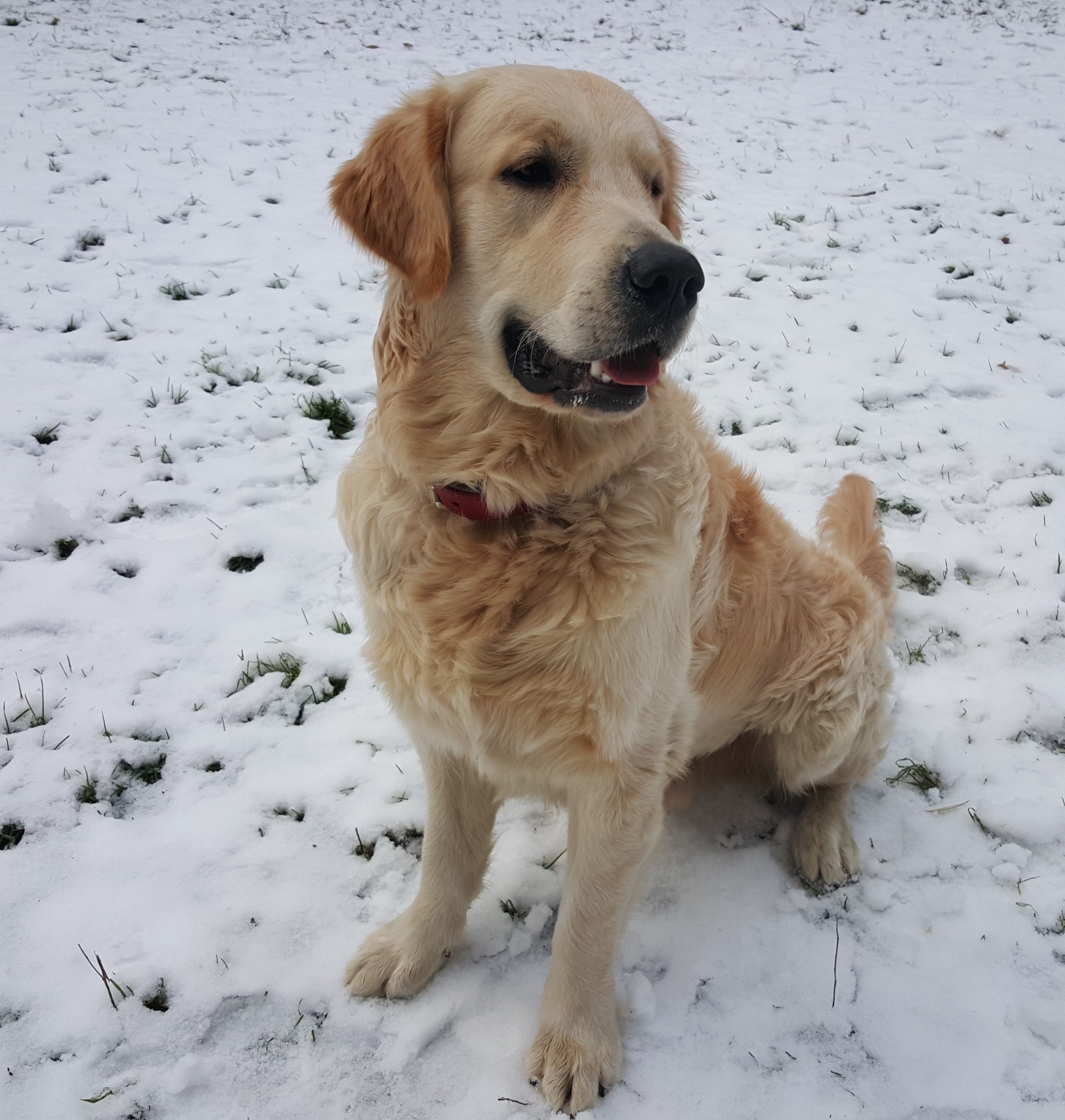 I'll also tell a story about what happened. Golden Retriever or just a good boy. - My, Dog, It Was-It Was, Good boy, Golden retriever, Longpost