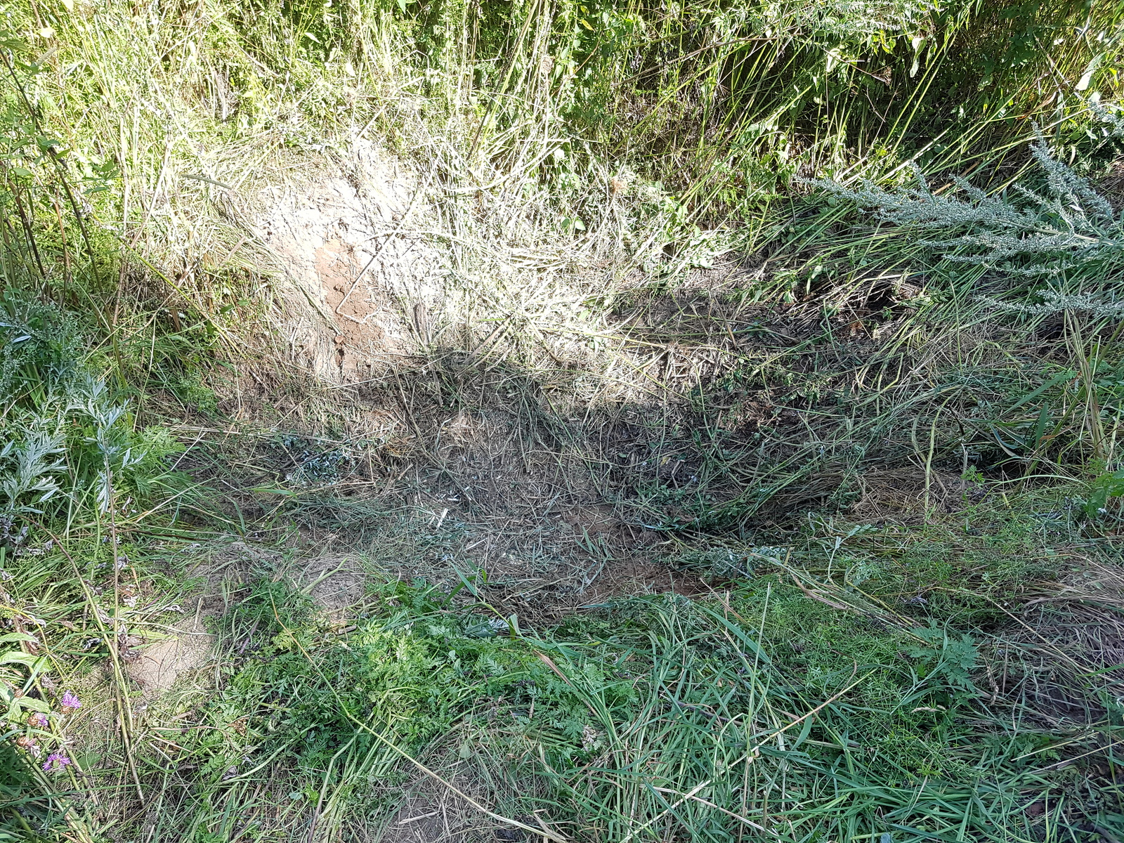 Removed garbage near the Desna River - My, Chistoman, Clean forest, Cleaning, Garbage, Ecology, Nature, River, Longpost