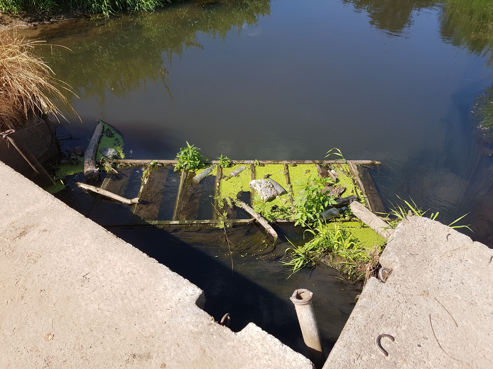 Removed garbage near the Desna River - My, Chistoman, Clean forest, Cleaning, Garbage, Ecology, Nature, River, Longpost