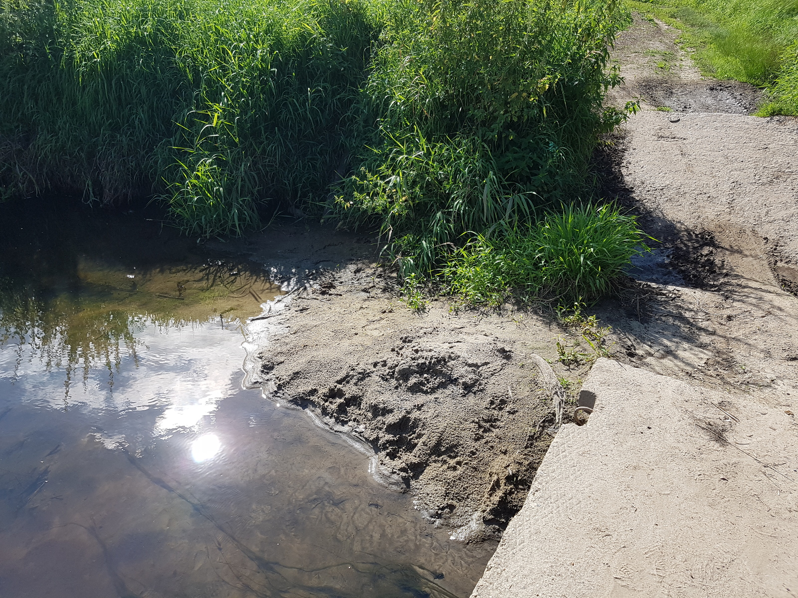 Removed garbage near the Desna River - My, Chistoman, Clean forest, Cleaning, Garbage, Ecology, Nature, River, Longpost