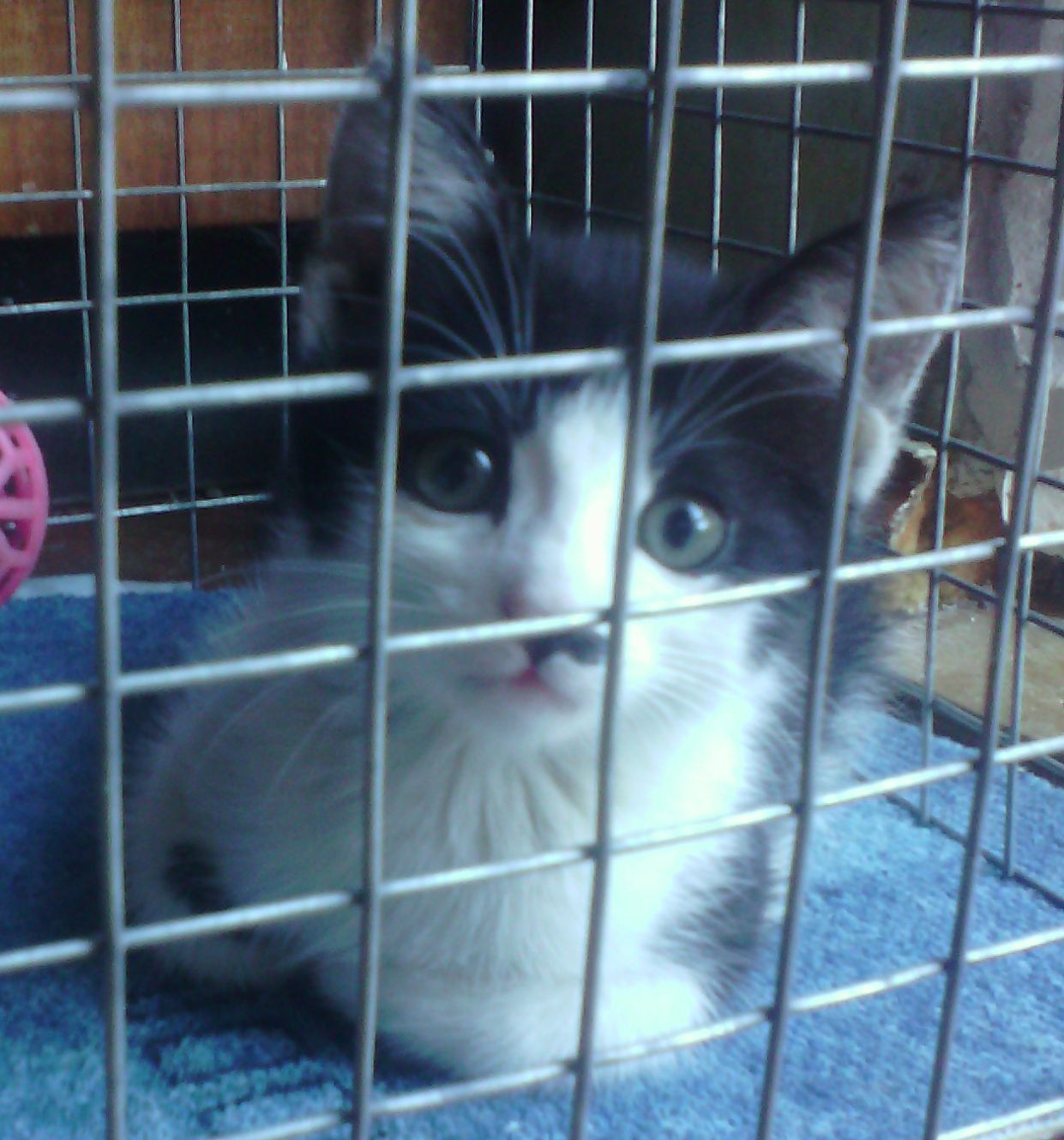 Kitten looking for a home. - My, cat, Catomafia, , Mustachioed - Striped, Longpost