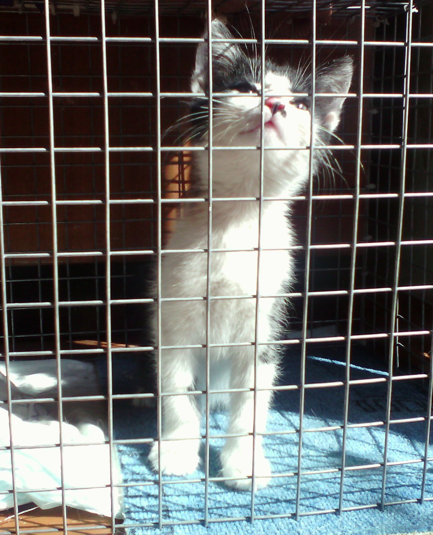 Kitten looking for a home. - My, cat, Catomafia, , Mustachioed - Striped, Longpost